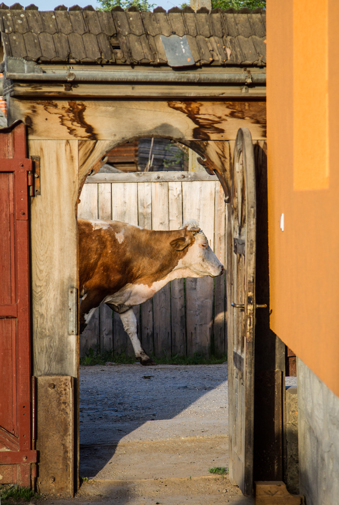 IMG_2439__130520_Madefalva_tehen